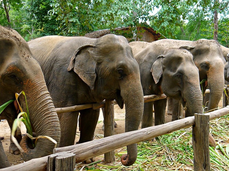 Donnez à manger aux éléphants à Elephants Haven