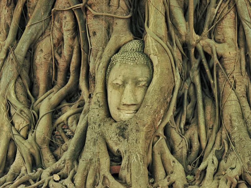Le bouddha dans l'arbre du Wat Mahathat à Ayutthaya