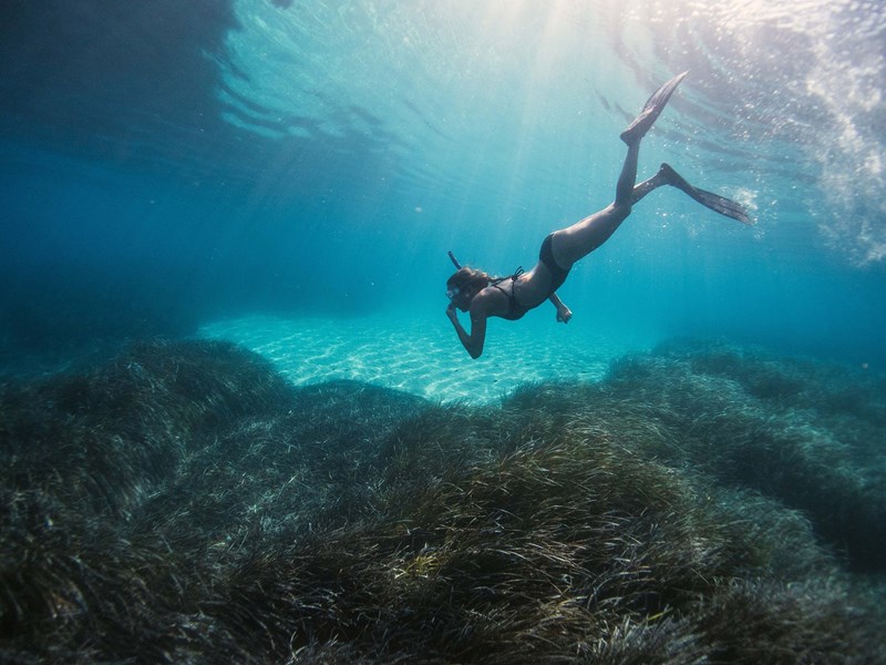 Découverte de la faune marine du Pacifique