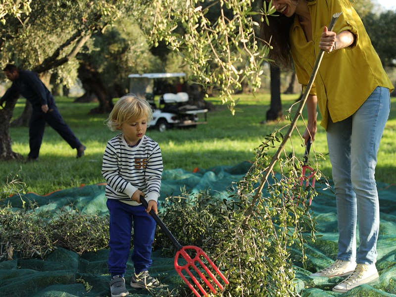 Récolte des olives