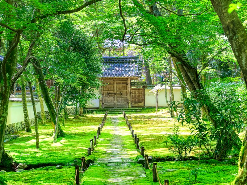 Le célèbre jardin de mousses de Kyoto