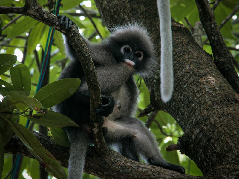 Les singes de la région