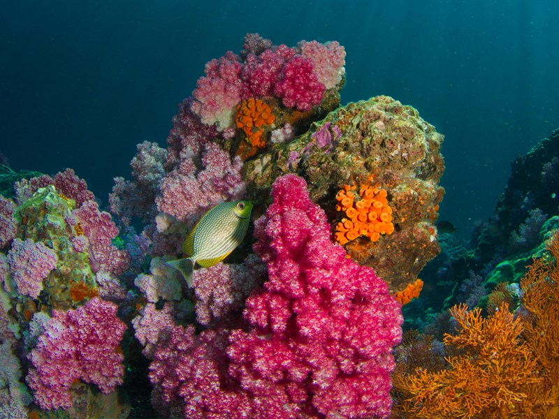 De superbes spots de snorkeling