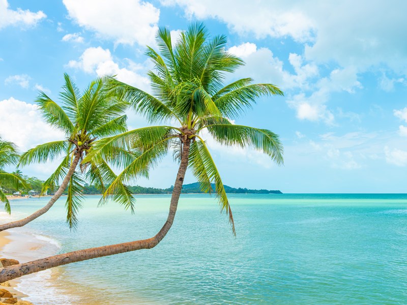 Une plage bordée de palmiers