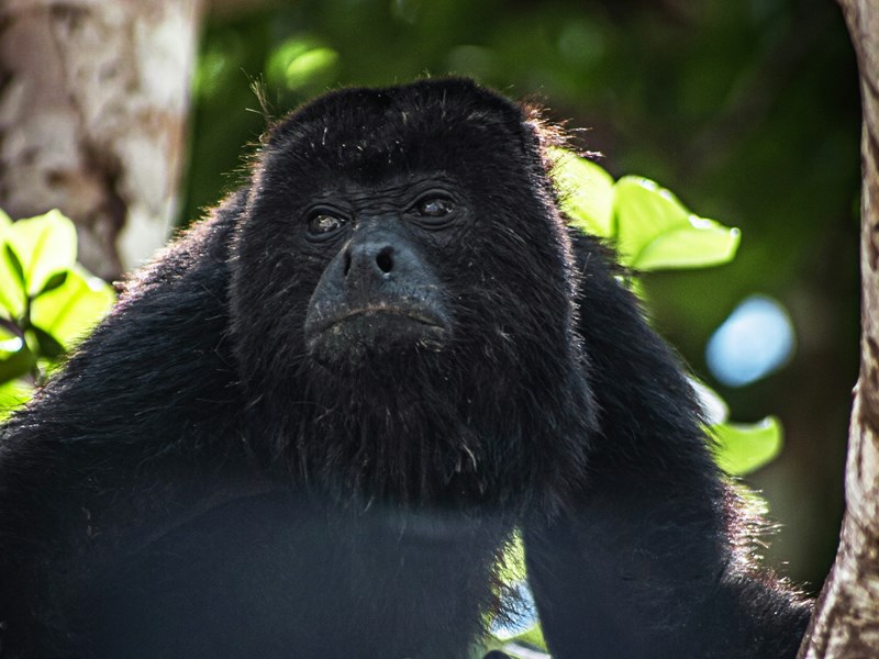 Les singes de la réserve naturelle