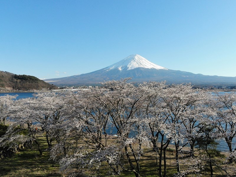 Avec les cerisiers au bord du lac 