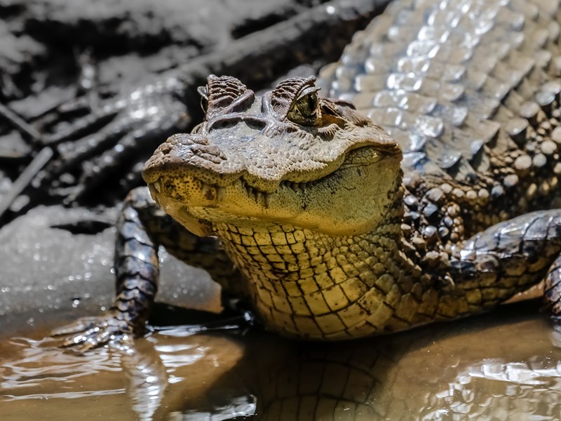 Face à face avec les caïmans du Costa Rica