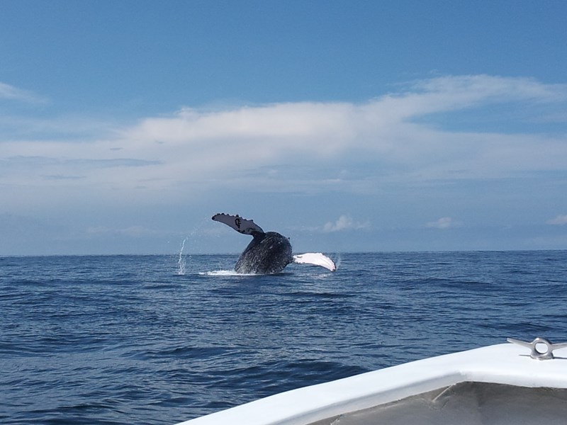 Une baleine perce les eaux tranquilles de Tambor