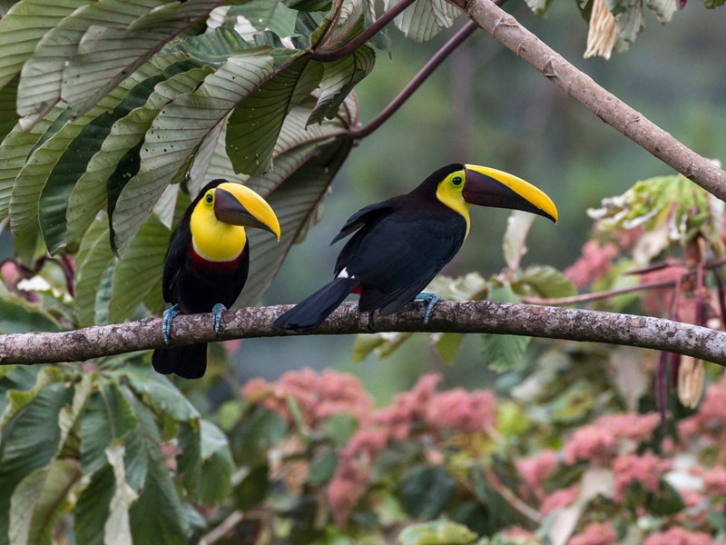 Les toucans se laissent apercevoir ici et là 
