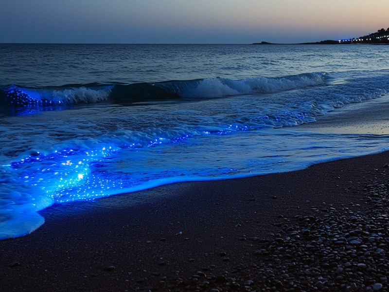Émerveillement nocturne dans les eaux phosphorescentes