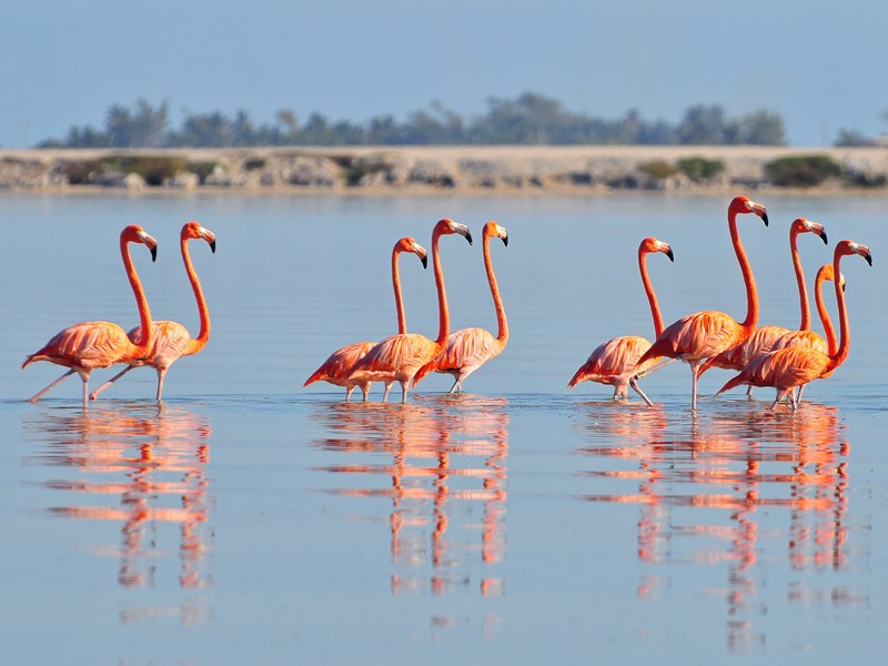 Admirez la plus grande colonie de flamants roses du Mexique