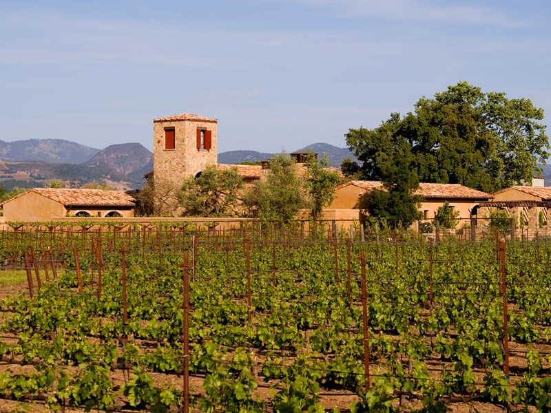 Vignoble de la Napa Valley en Californie au coucher du soleil