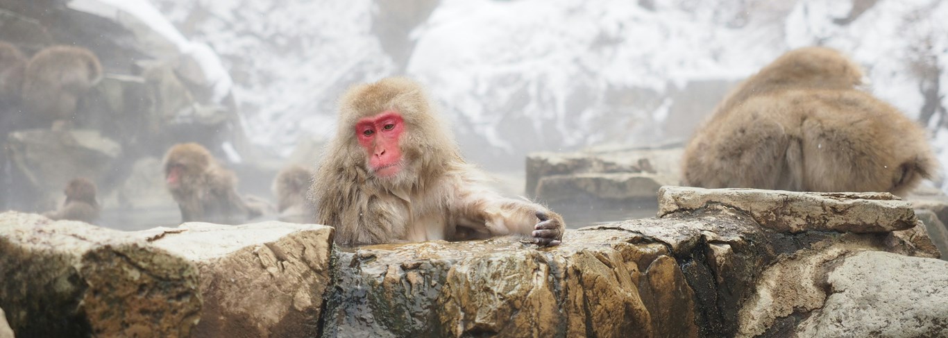 Les singes des Alpes japonaises