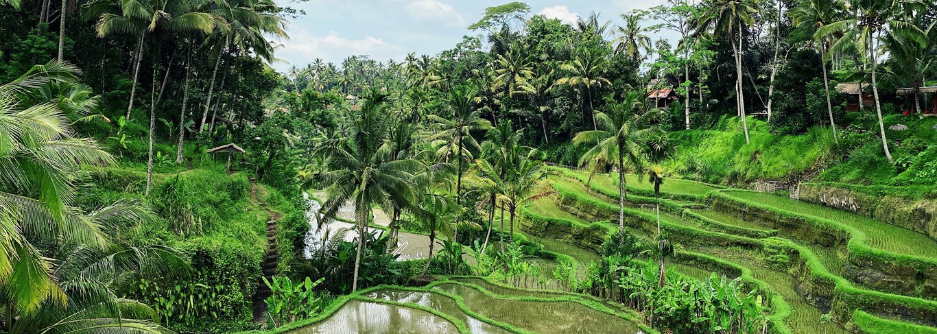 La nature d'Ubud