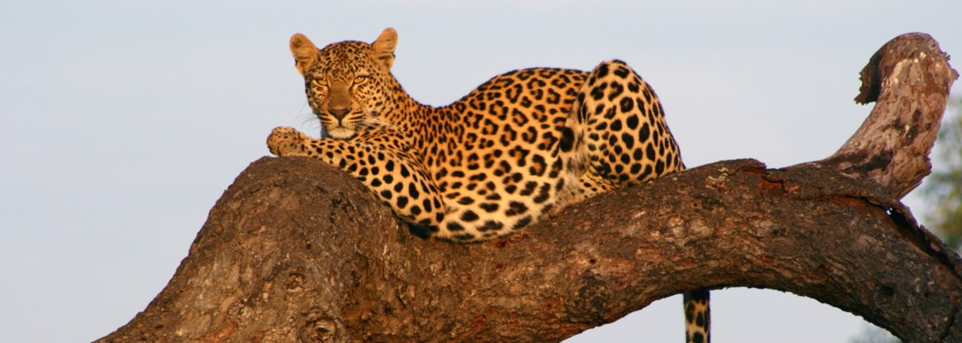 De Johannesburg au Kruger, paysages et safaris d'exception