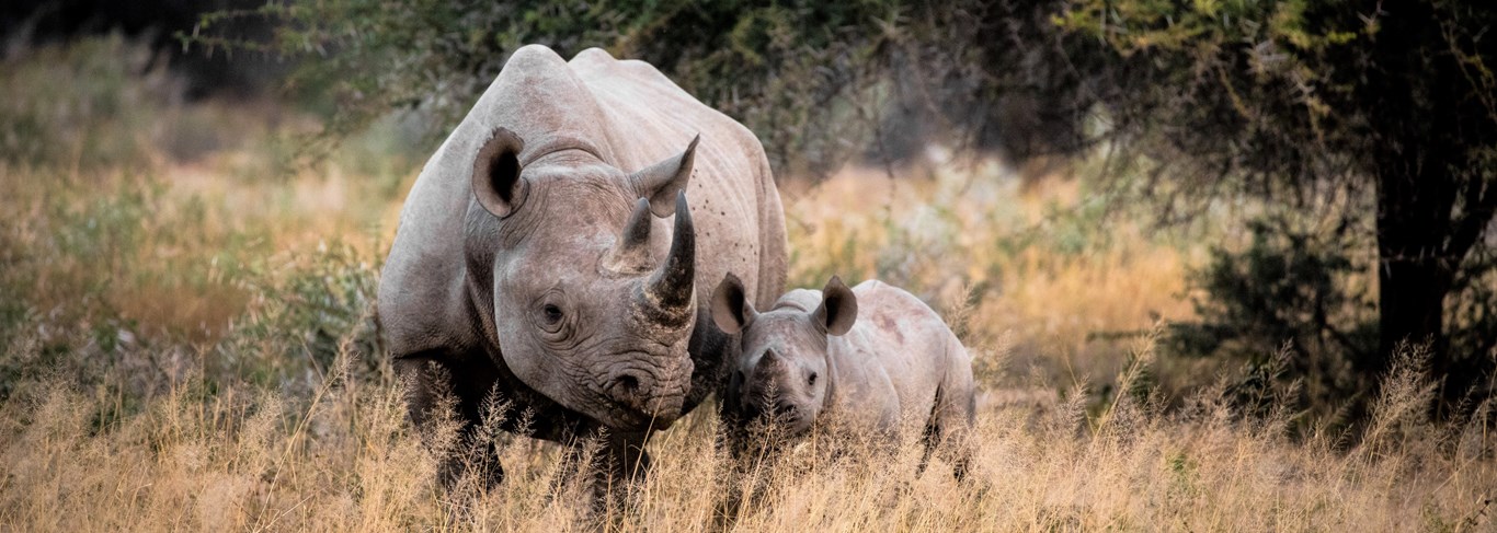 De Johannesburg au Kruger, paysages et safaris d'exception