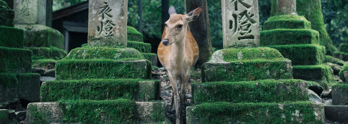 Japon, l'aventure en famille