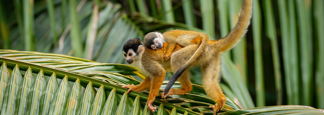 L'essentiel du Costa Rica