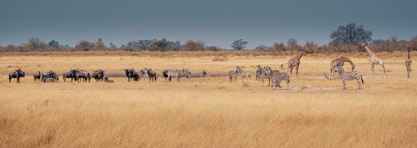 Le Botswana en famille