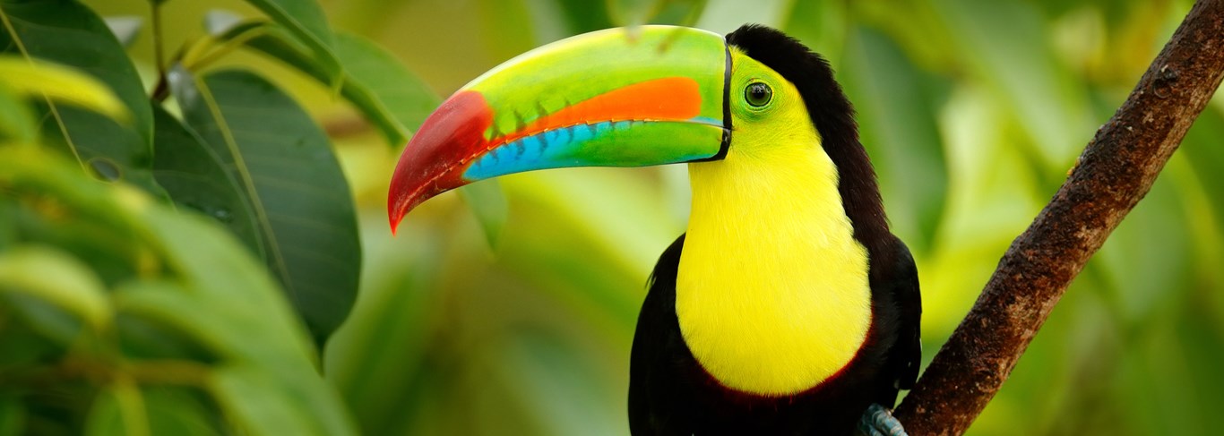 Le meilleur du Costa Rica