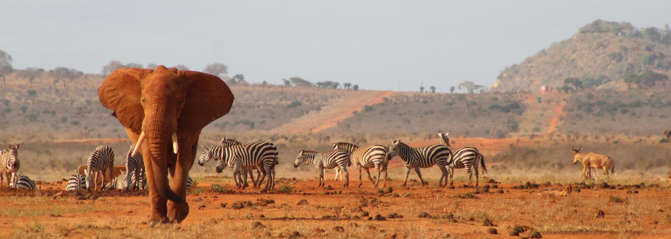 Le Meilleur du Kenya