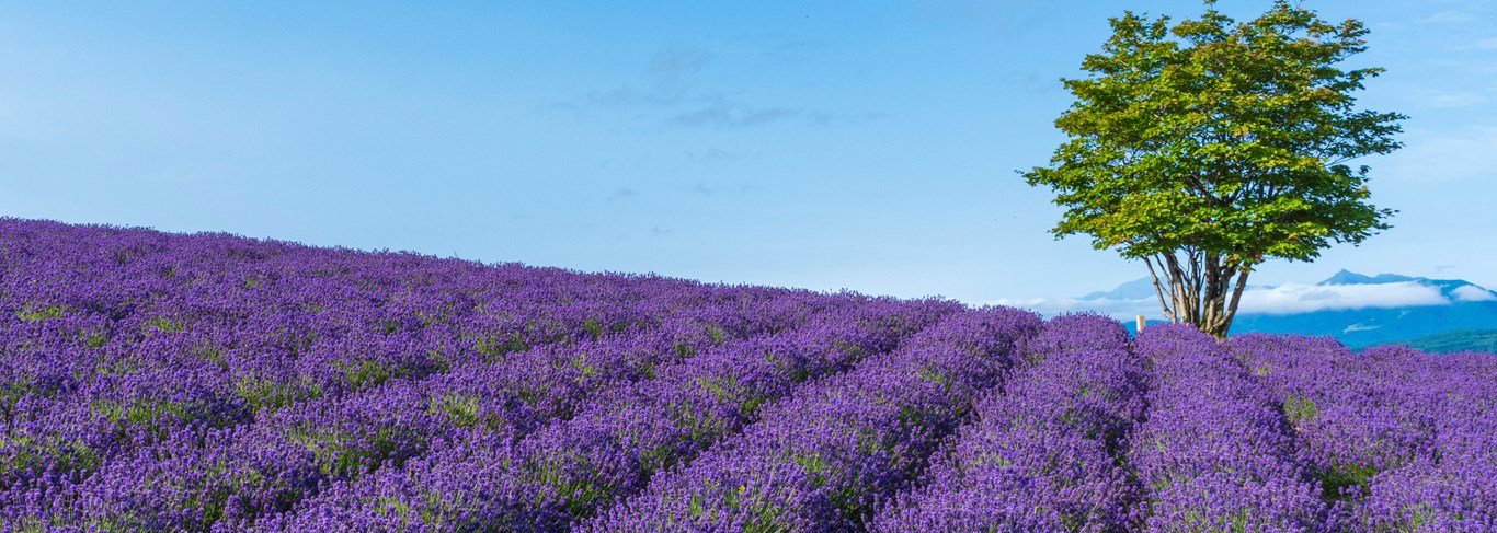 Les 10 lieux insolites à découvrir au Japon