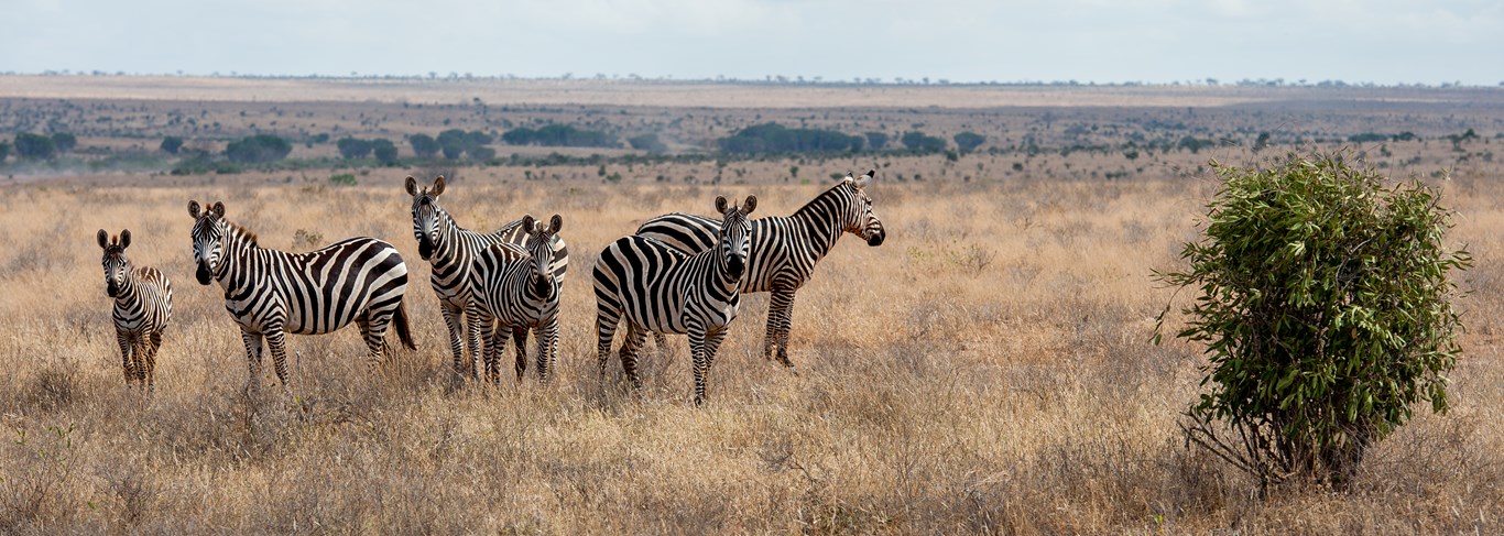 Les plus beaux parcs du Kenya