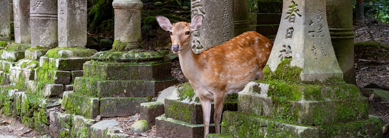 Nara