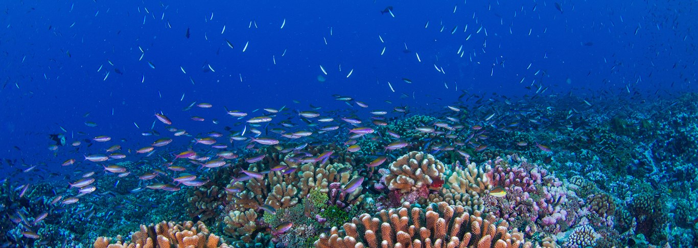 Odyssée sous-marine dans l'archipel des Tuamotu