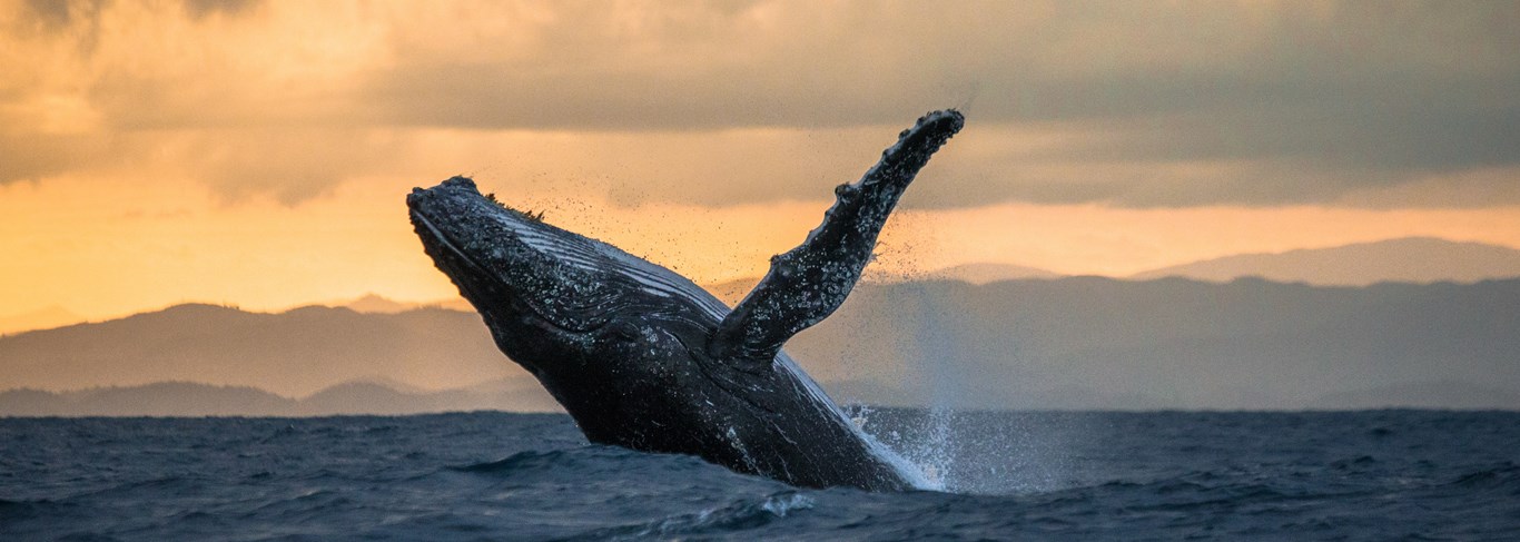 Où voir les baleines à La Réunion ?
