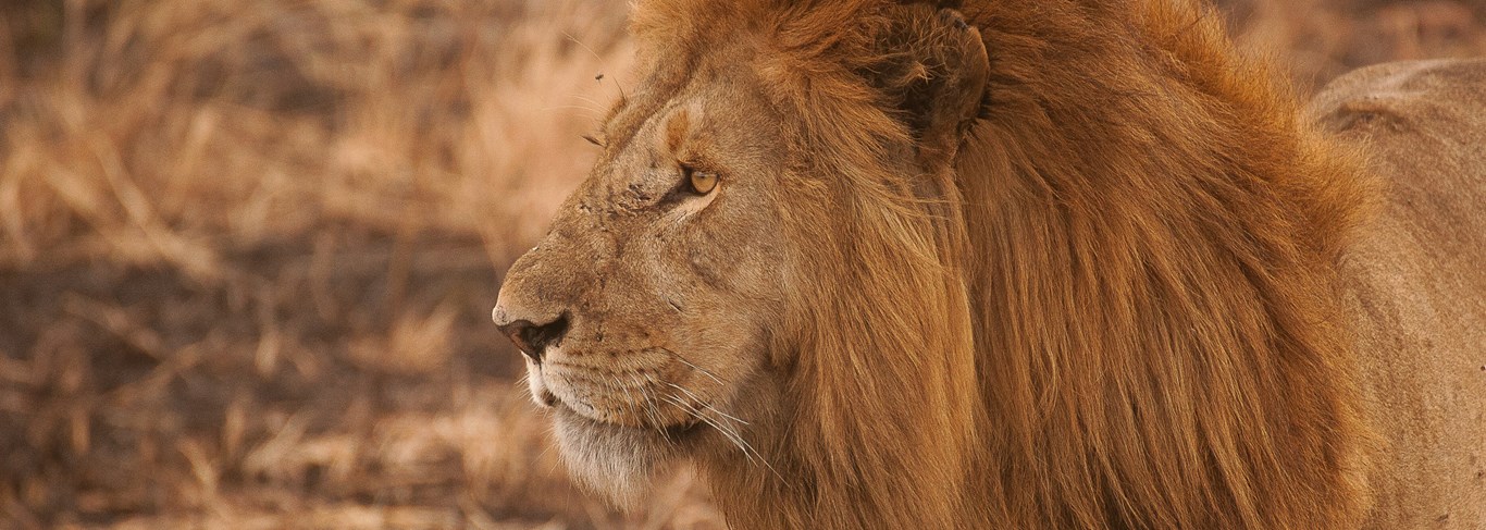 Où voir les Big Five en Afrique ? Les meilleures destinations safari