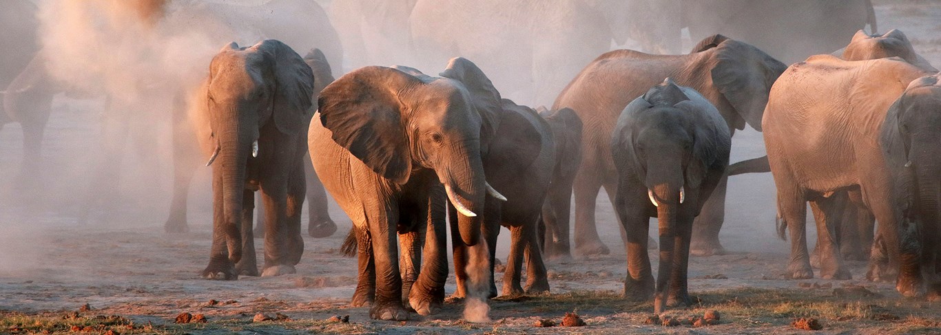 À la rencontre des éléphants