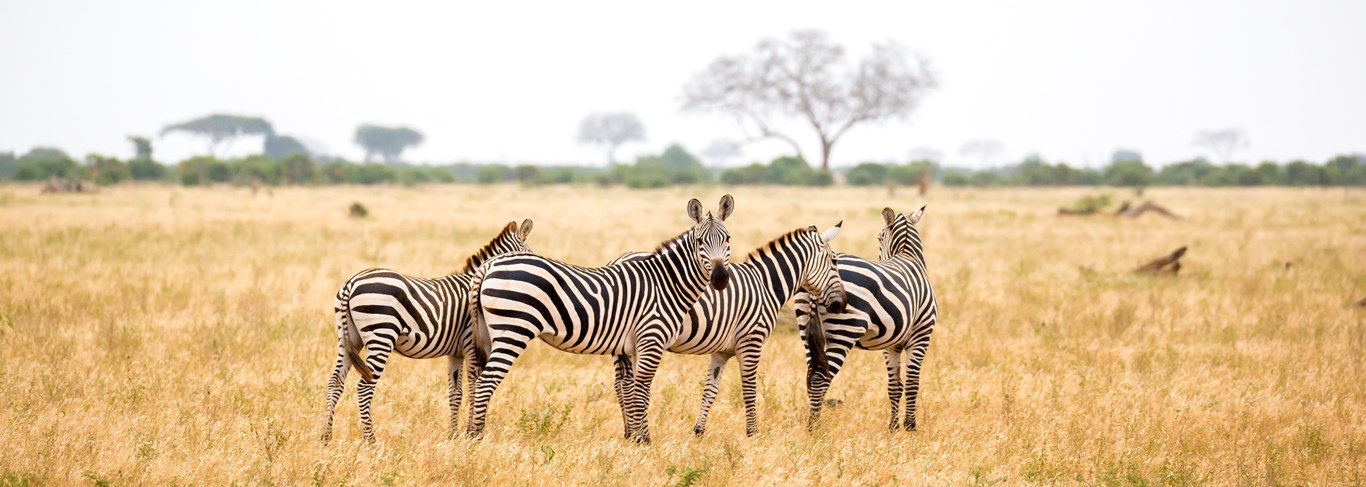 Spectacle stellaire de Makgadikgadi