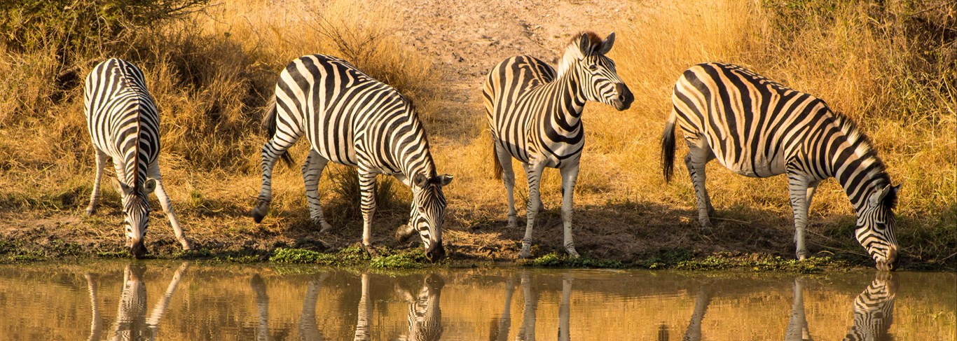 Parc National Kruger