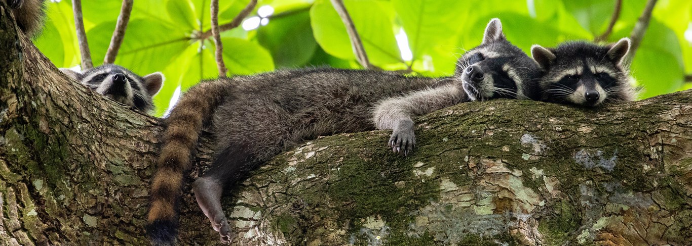 Ratons laveurs se prélassant sur une branche