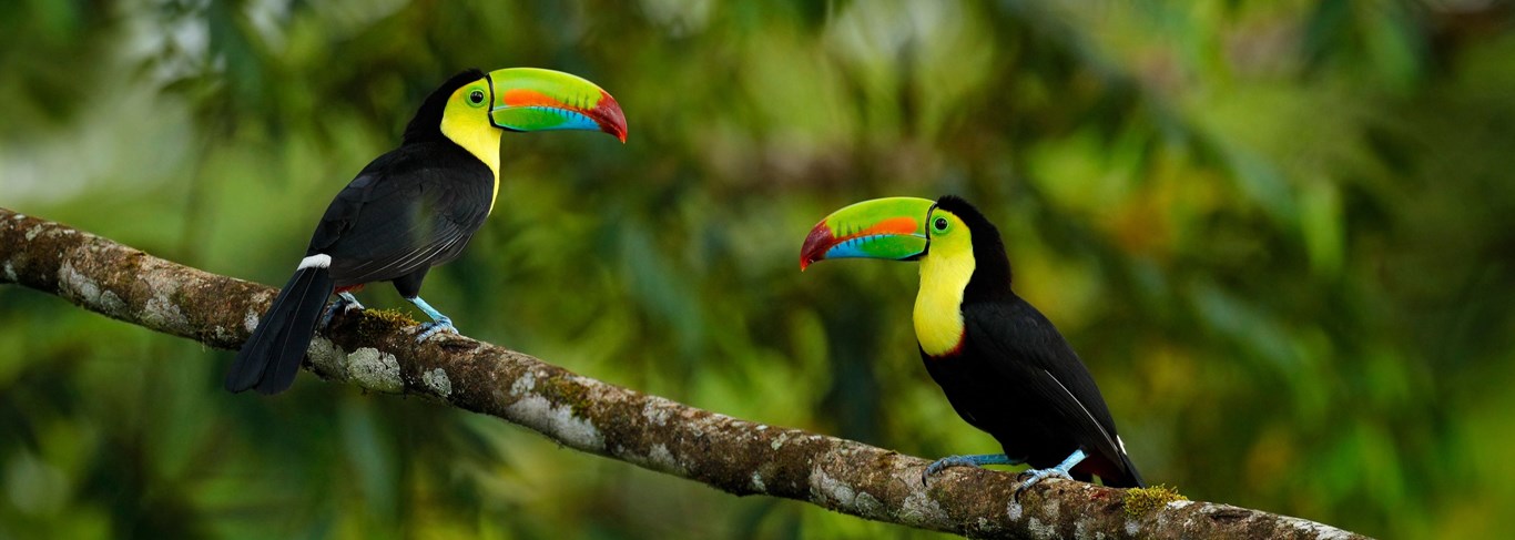 Deux toucans sur une branche