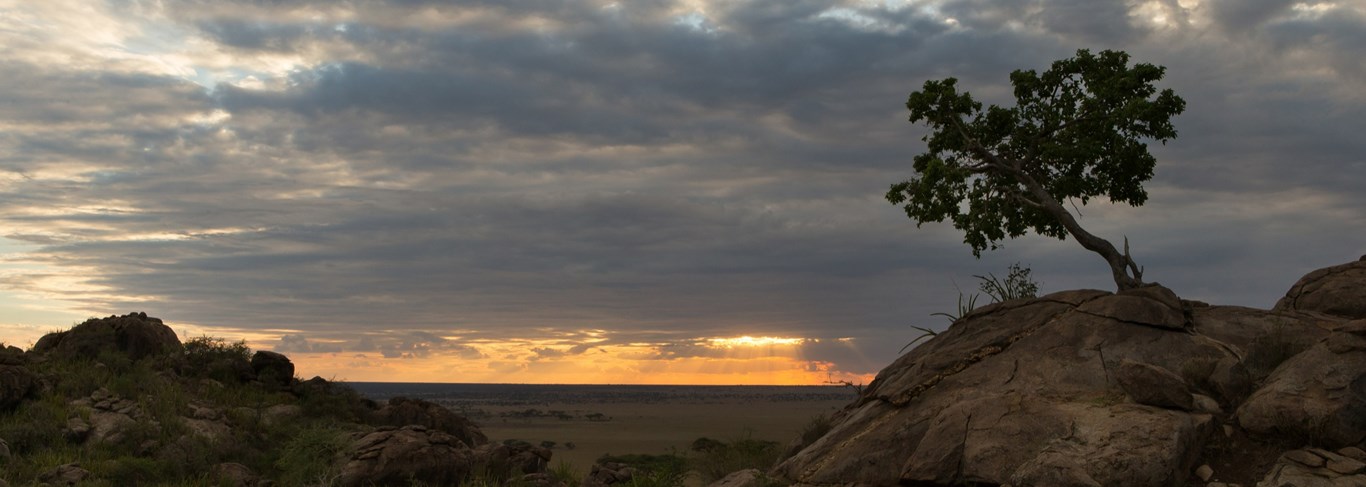 Comment choisir son safari en Tanzanie