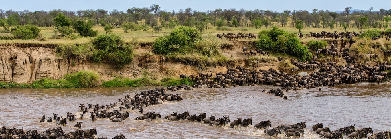Un safari au Serengeti, théâtre de la grande migration