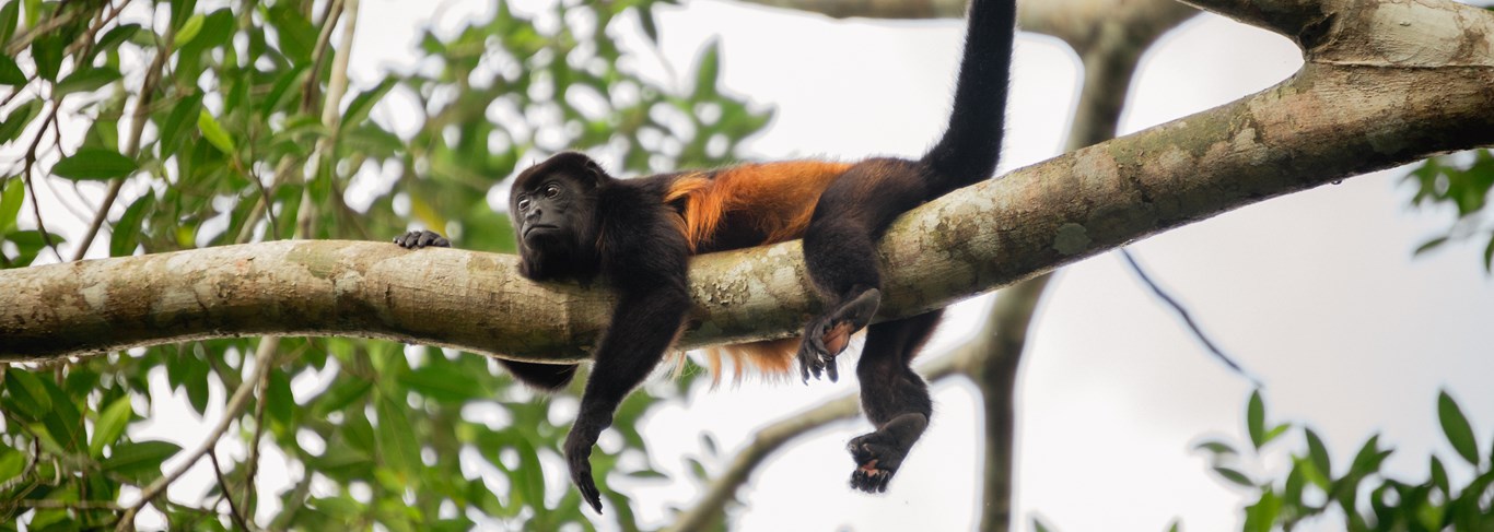 Voyage de noces au Costa Rica