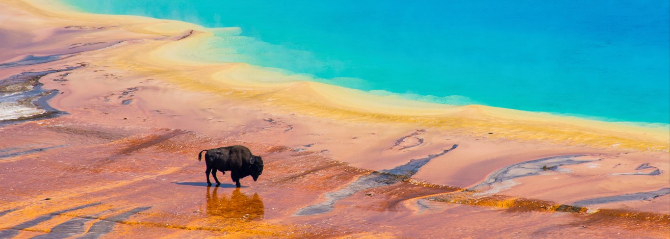 Voyage sur la terre des bisons