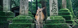 Japon, l'aventure en famille