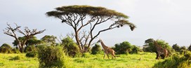 Kenya