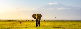 Kenya, entre savane et océan