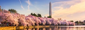 Le meilleur de la Capital Region : Washington & La Virginie