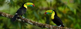 Les plus beaux animaux à voir au Costa Rica 