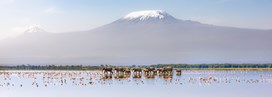 Les plus beaux parcs du Kenya