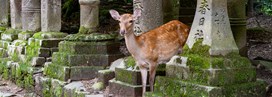 Nara
