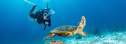 Les meilleurs spots de plongée et snorkeling en Thaïlande