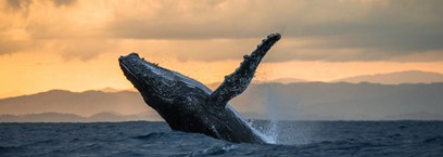 Où voir les baleines à la Réunion ?
