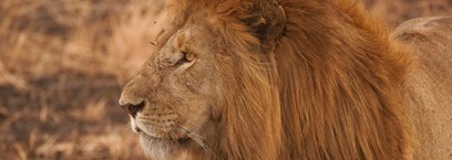 Où voir les Big Five en Afrique ? Les meilleures destinations de safari